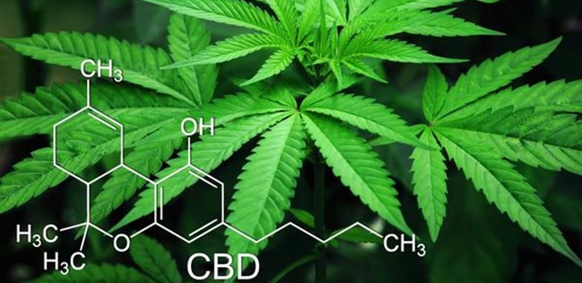 Corso di formazione “LA CANNABIS: DROGA D’ABUSO O DROGA TERAPEUTICA?”
